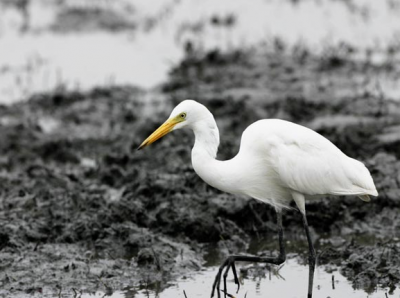 Средняя белая цапля, Китайский волчок и Колпица / Птицы Южных Курил